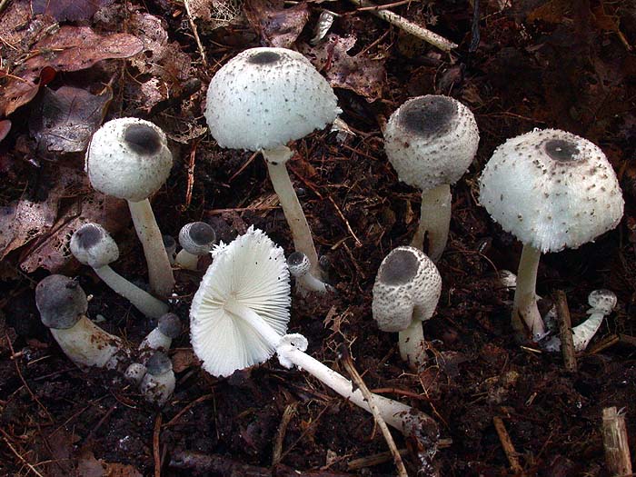 Leucocoprinus brebissonii