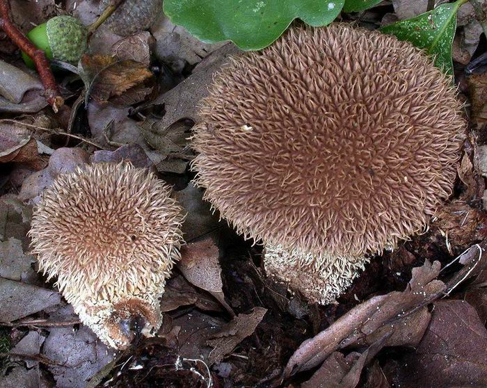 Lycoperdon echinatum