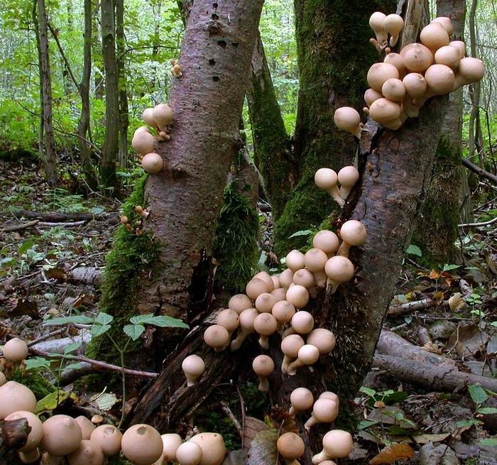 Lycoperdon piriforme