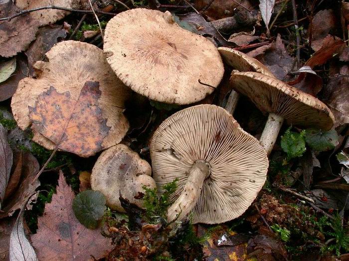 Lyophyllum leucophaetum