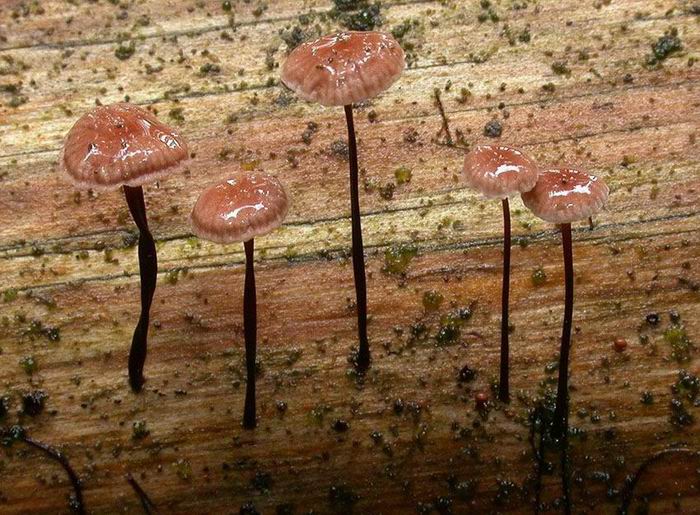 Marasmius androsaceus