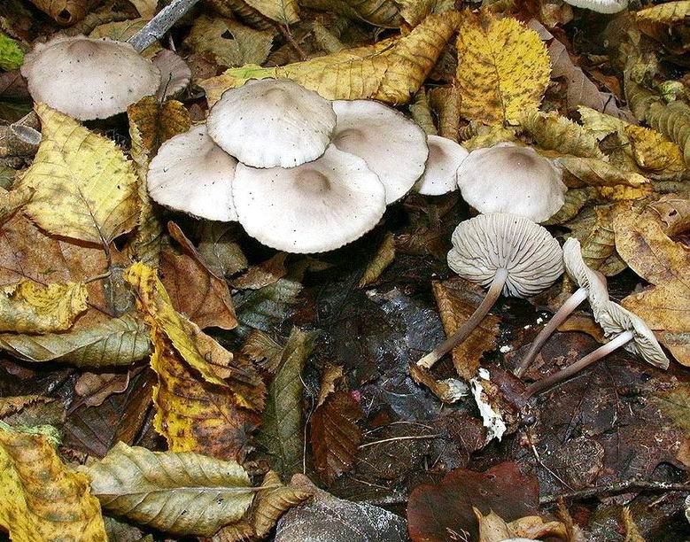 Marasmius wynneae