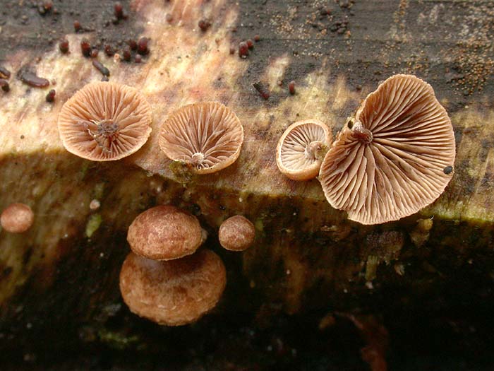 Melanotus horizontalis