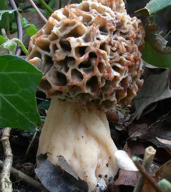 Morchella esculenta