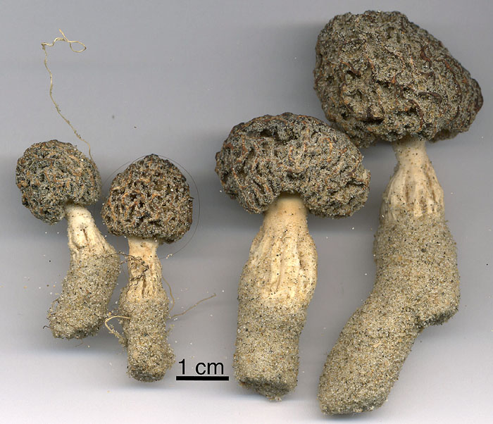 Morchella dunensis