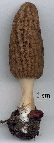 Morchella elata