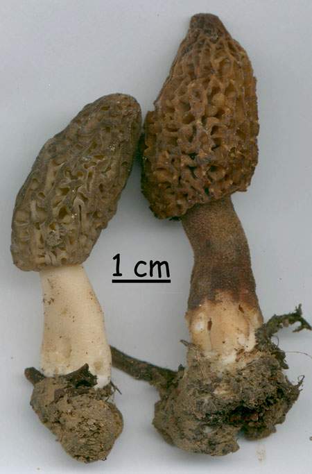 Morchella elata