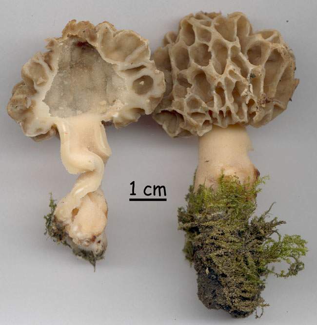 Morchella esculenta