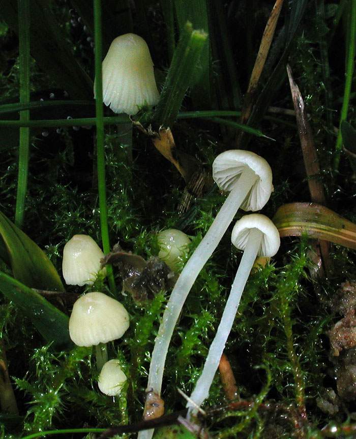 Mycena flavoalba
