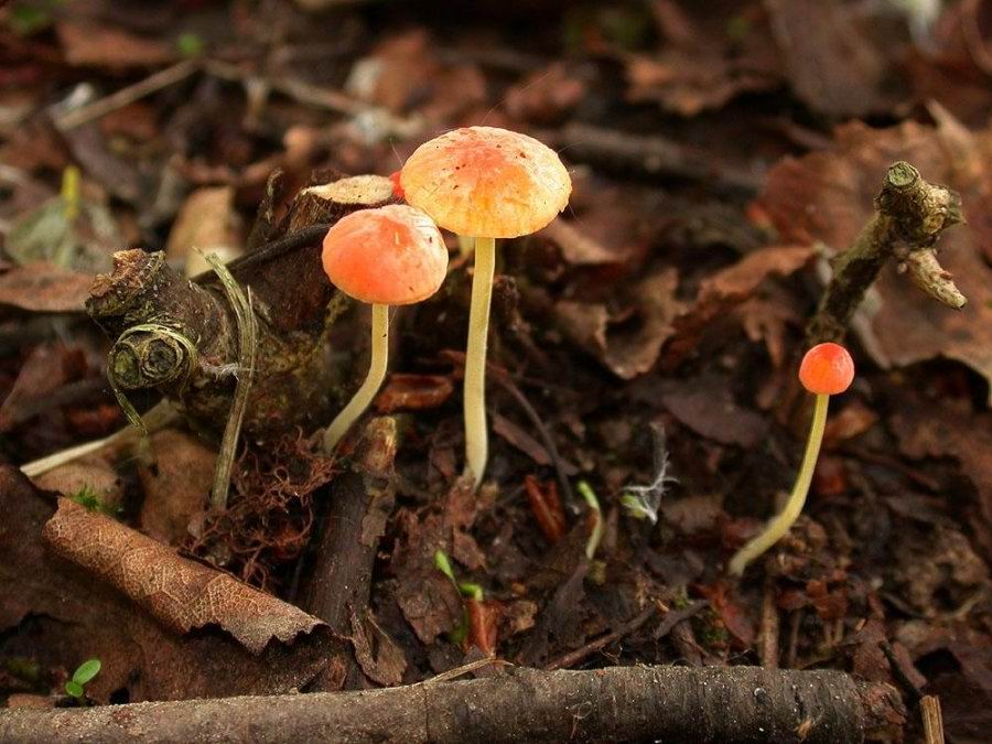 Mycena acicula