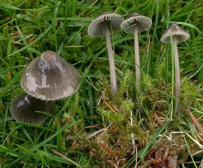 Mycena aetites