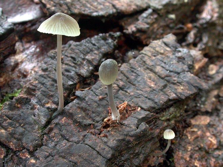 Mycena arcangeliana