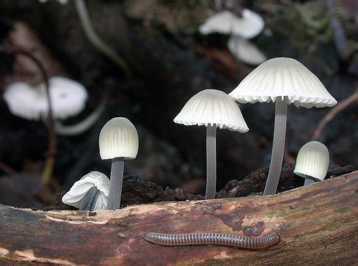 Mycena arcangeliana