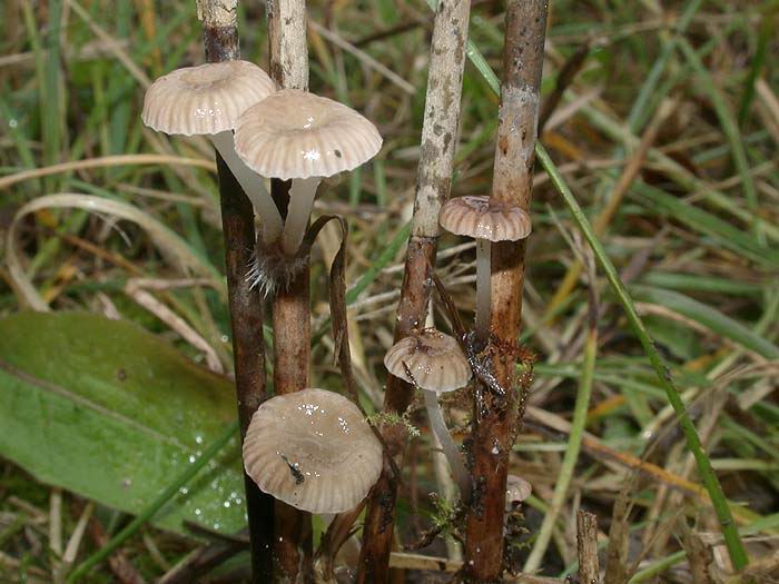 Mycena belliae