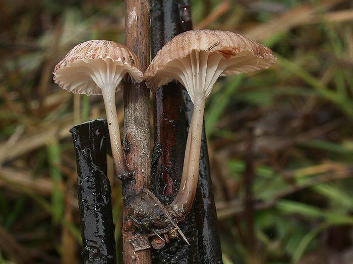 Mycena belliae