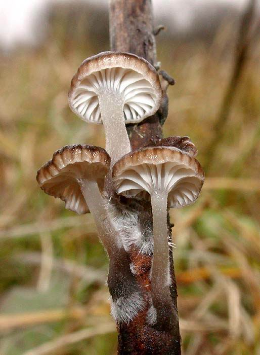 Mycena belliae