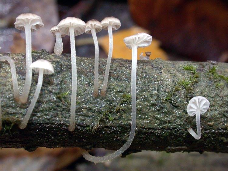 Mycena speirea