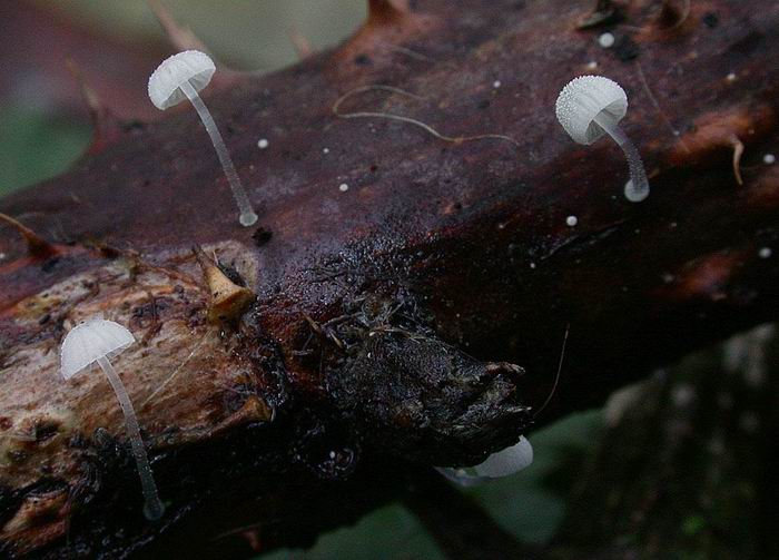 Mycena tenerrima