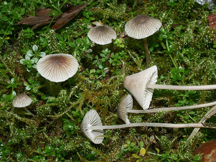 Mycena cinerella