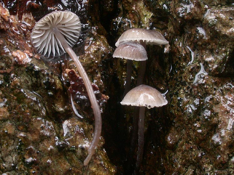 Mycena erubescens