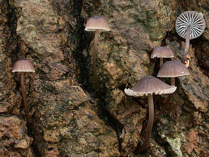 Mycena erubescens