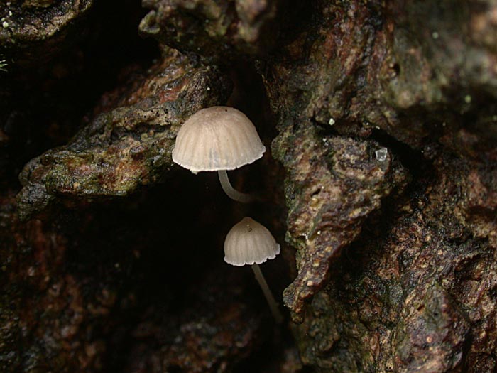 Mycena hiemalis