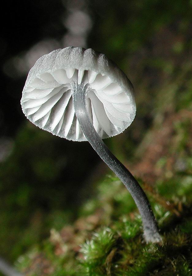 Mycena pseudocorticola