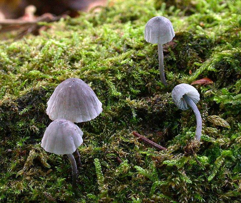 Mycena pseudocorticola