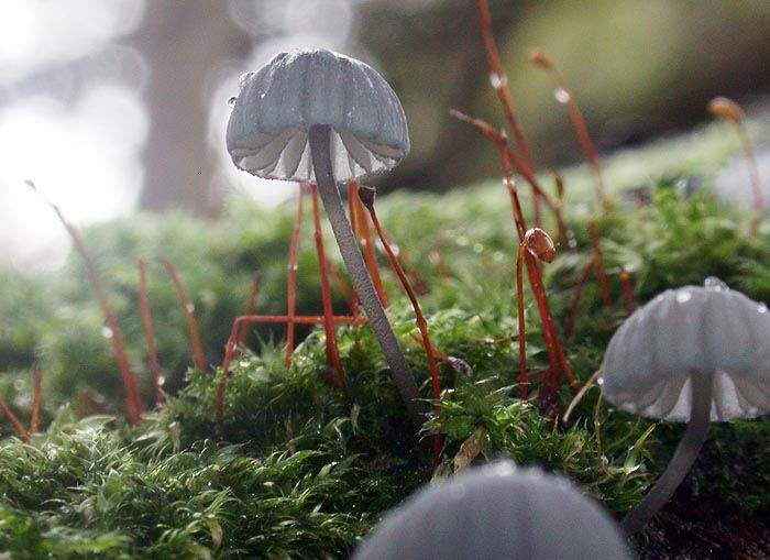 Mycena pseudocorticola