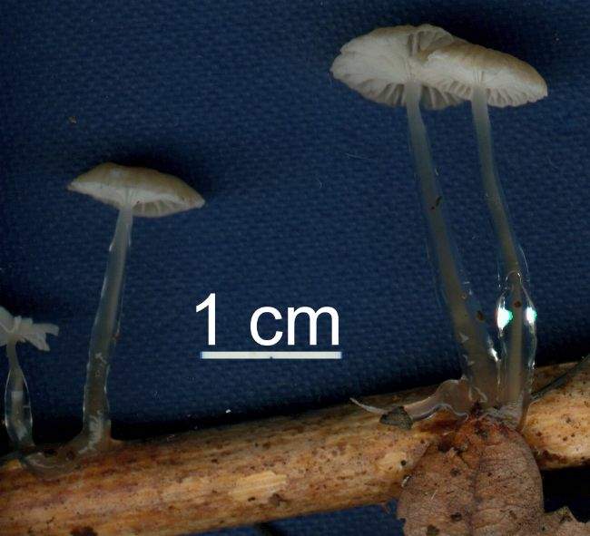 Mycena rorida