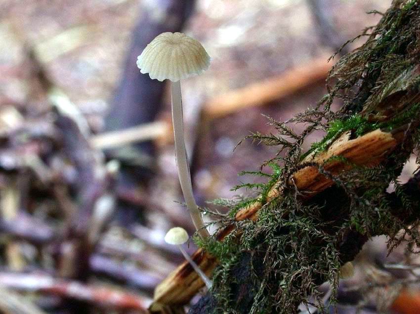 Mycena rorida