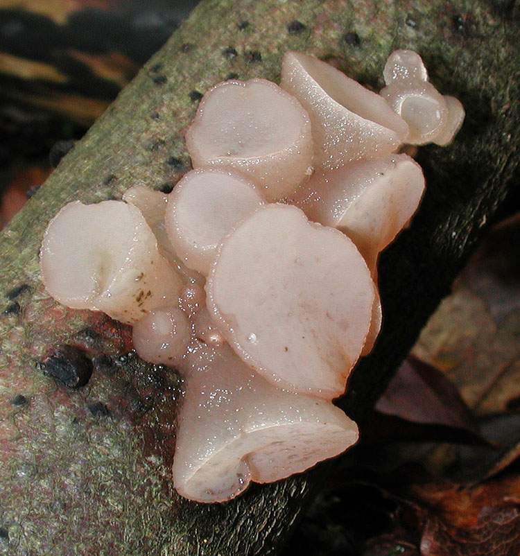 Russula fageticola