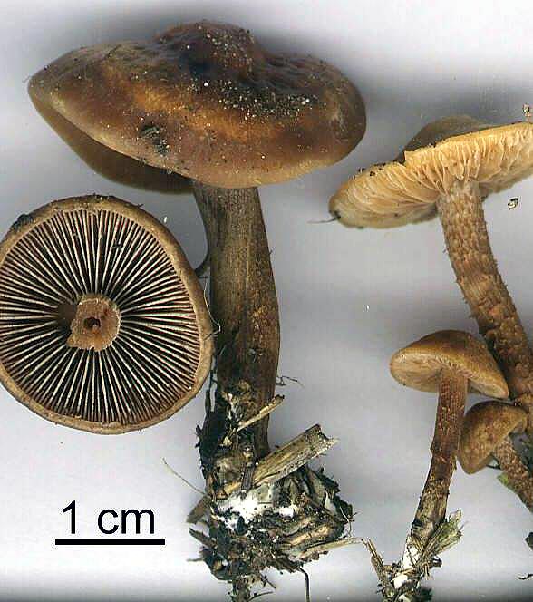 Panaeolus subbalteatus