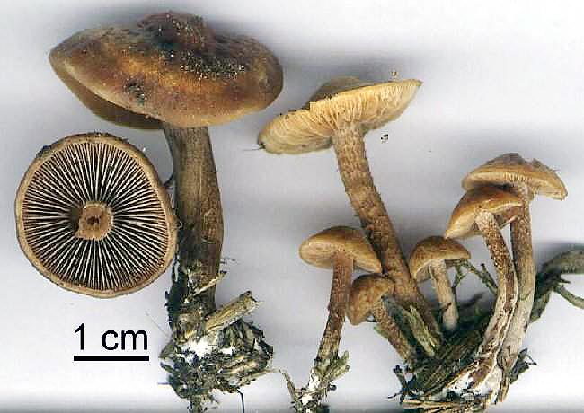 Panaeolus subbalteatus