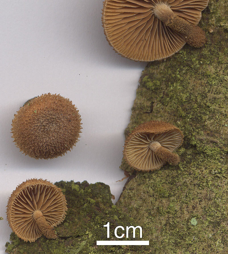 Phaeomarasmius erinaceus