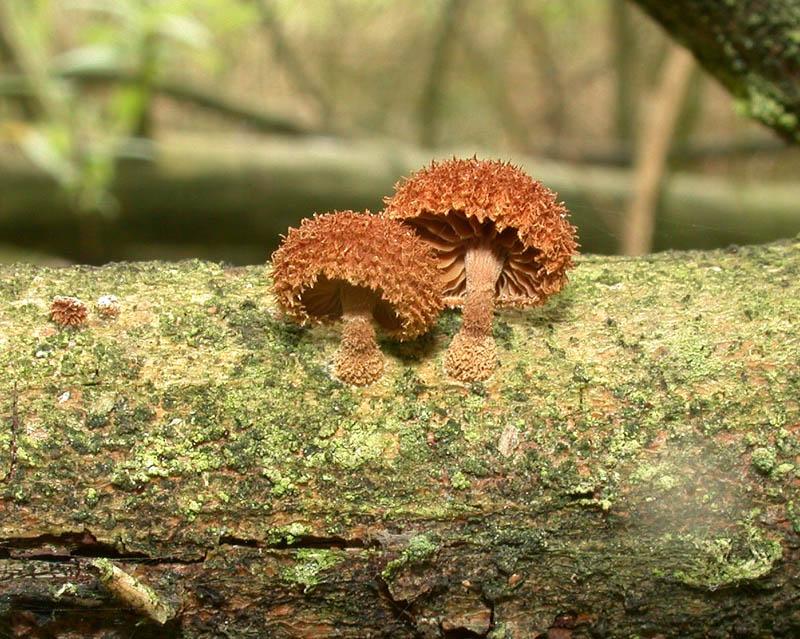 Phaeomarasmius erinaceus