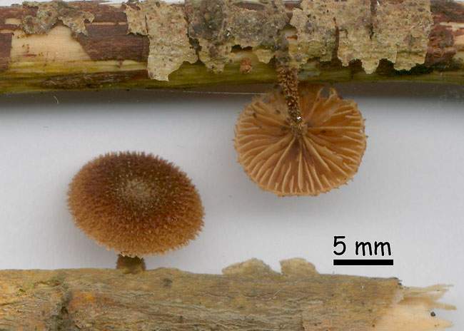 Phaeomarasmius erinaceus