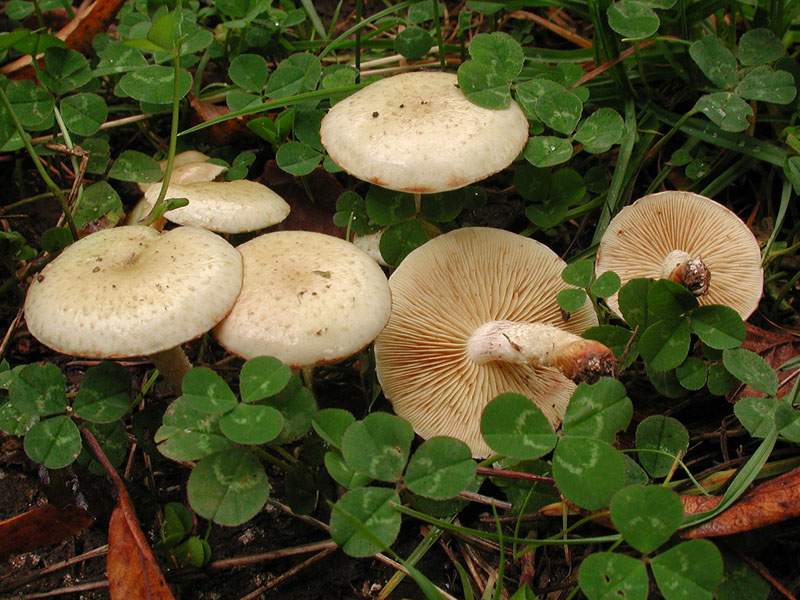 Pholiota gummosa