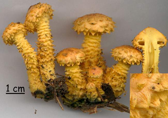 Pholiota flammans