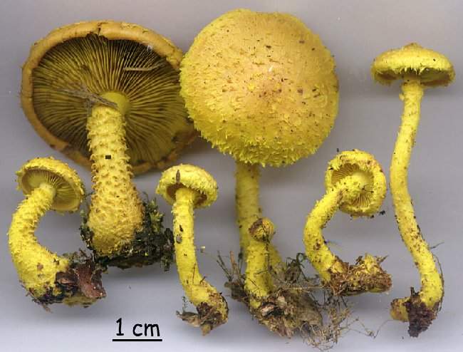 Pholiota flammans