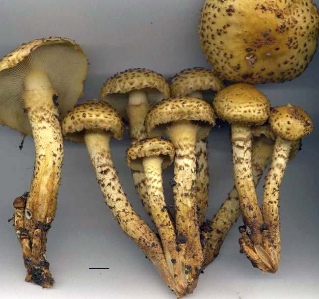 Pholiota jahnii