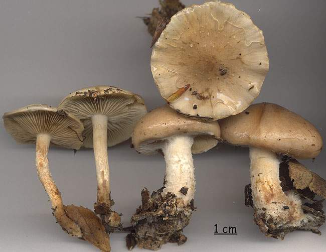 Pholiota lenta