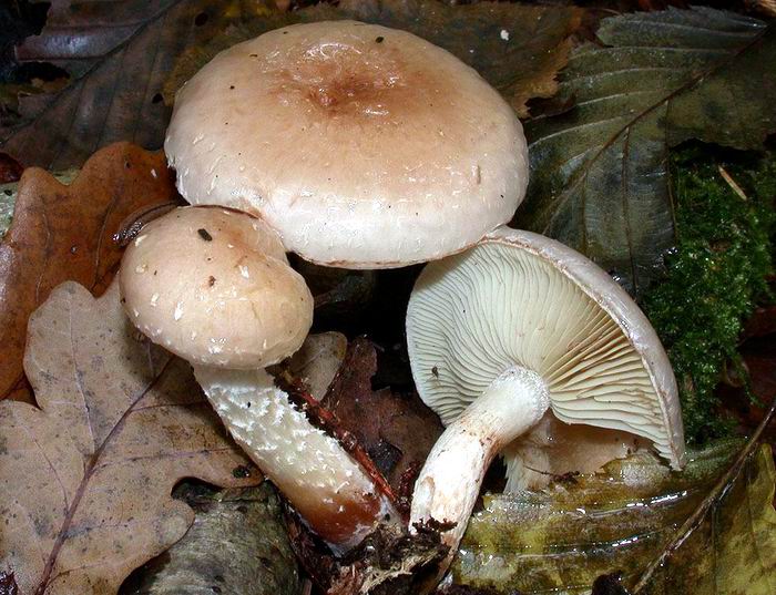 Pholiota lenta