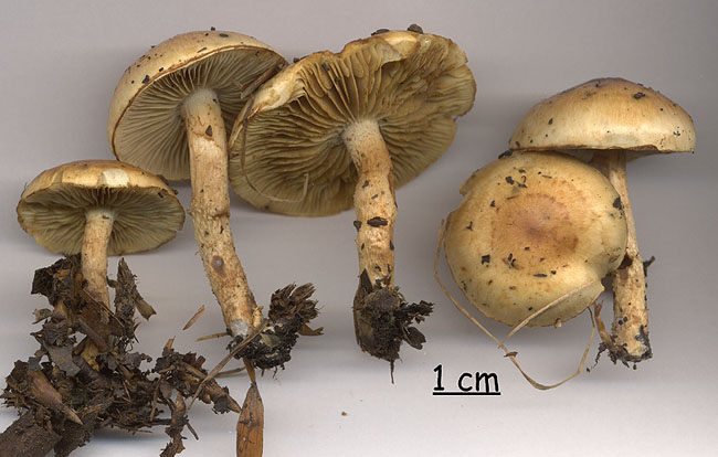 Pholiota elegans
