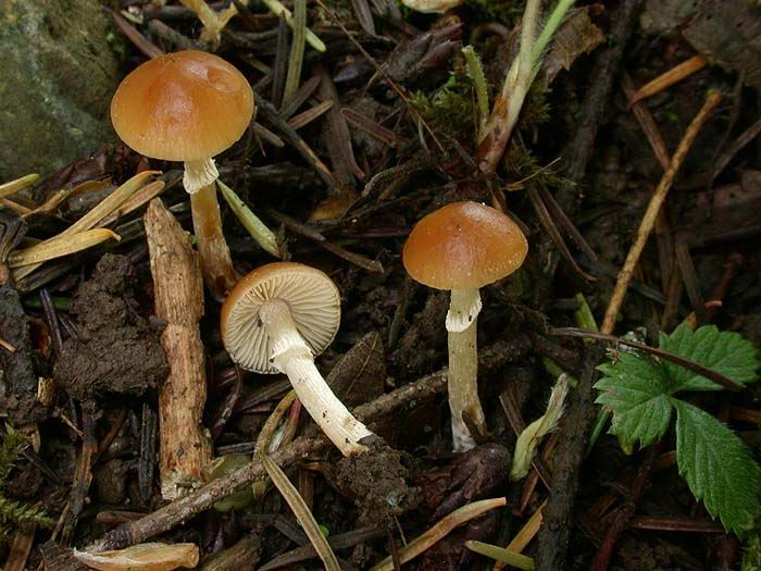 Pholiotina aporos