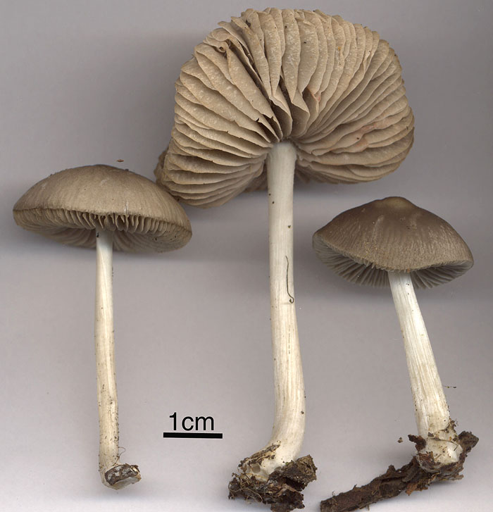 Pluteus cinereofuscus