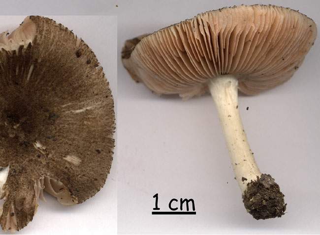 Pluteus ephebeus