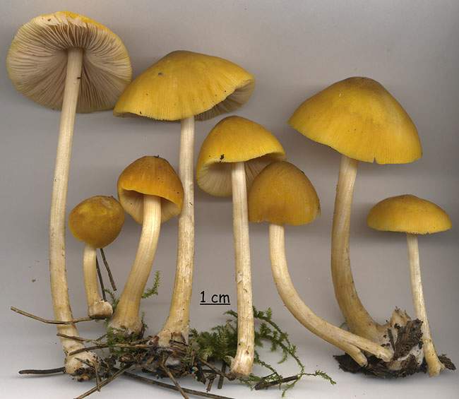 Pluteus luteovirens