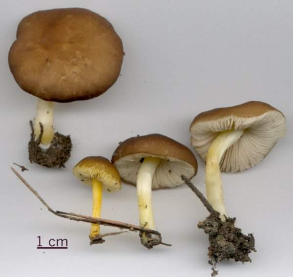 Pluteus romellii