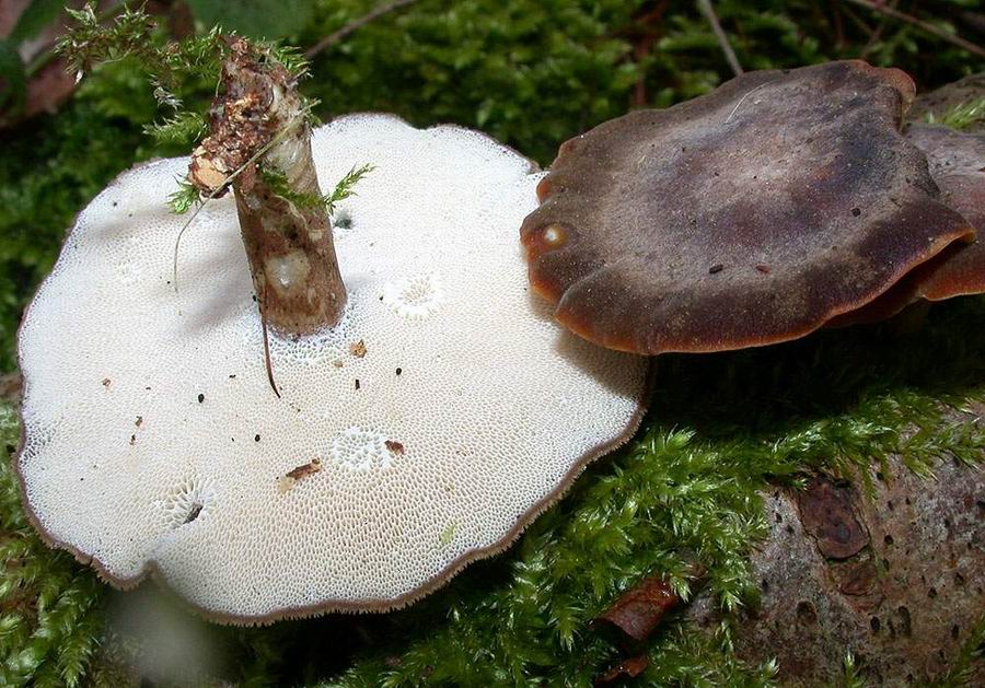 Polyporus brumalis